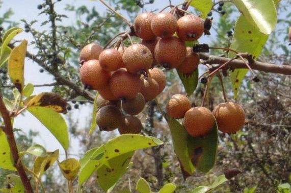 农村有种罕见的野梨子,酸酸甜甜很美味,这么小的梨谁吃过?