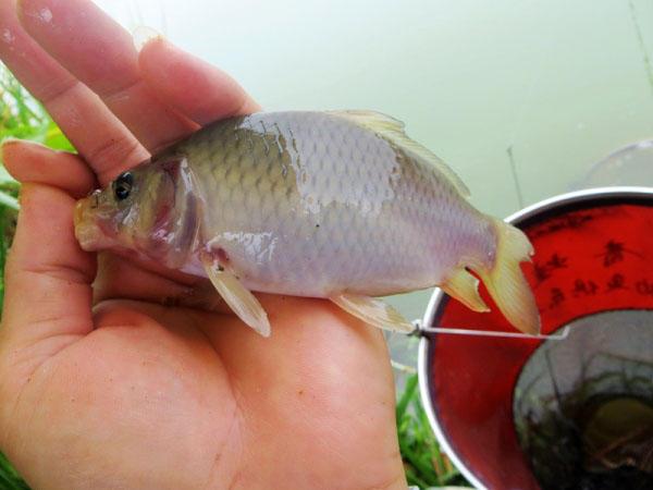 曾经作为皇室贡品的禾花鱼骨软无腥味令人垂涎