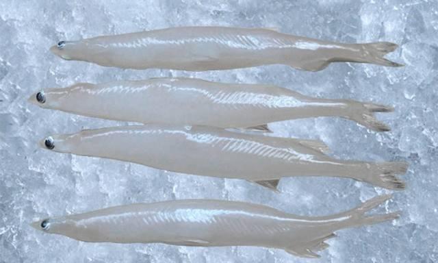 它号称亚洲第一帅鱼,长得水灵,在中国被誉为美味!