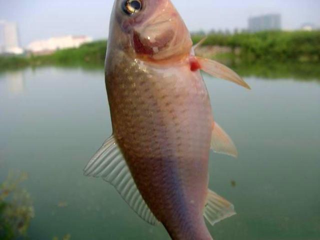 曾经作为皇室贡品的禾花鱼骨软无腥味令人垂涎