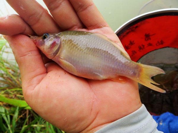 曾经作为皇室贡品的禾花鱼骨软无腥味令人垂涎