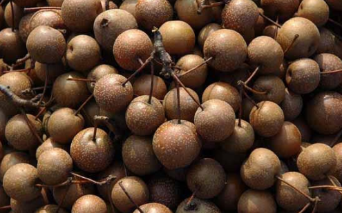 农村有种罕见的野梨子,酸酸甜甜很美味,这么小的梨谁吃过?