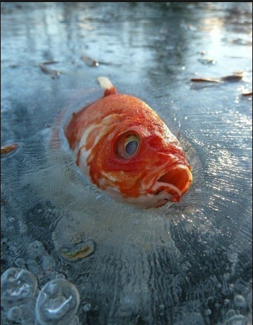 搞笑段子:这真的是动图,认真看右下角的那条腿