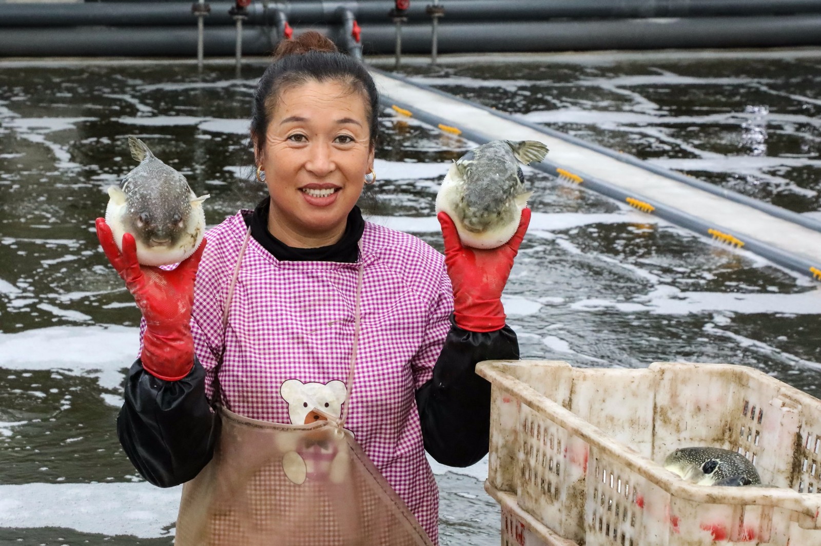 据了解,在孵化场安全越冬后,明年春天,3万斤河豚将再被投放到养殖