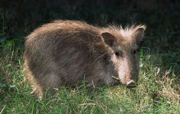 草原西貒是一种栖息在巴拉圭,玻利维亚及阿根廷干旱丛林的西猯科.