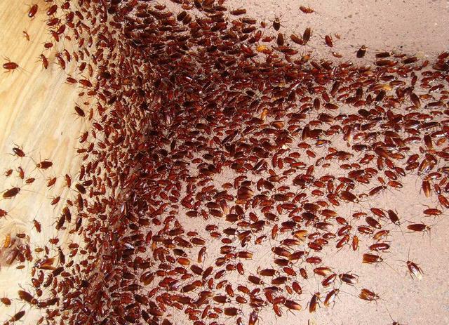 美女养蟑螂当宠物还拿在手上把玩网友真想一拖鞋拍过去