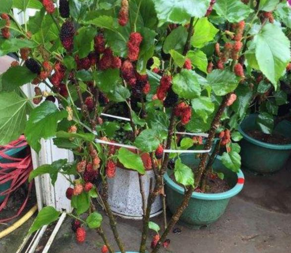 这5种果树就适合阳台盆栽一年能省好几百水果多的吃不完