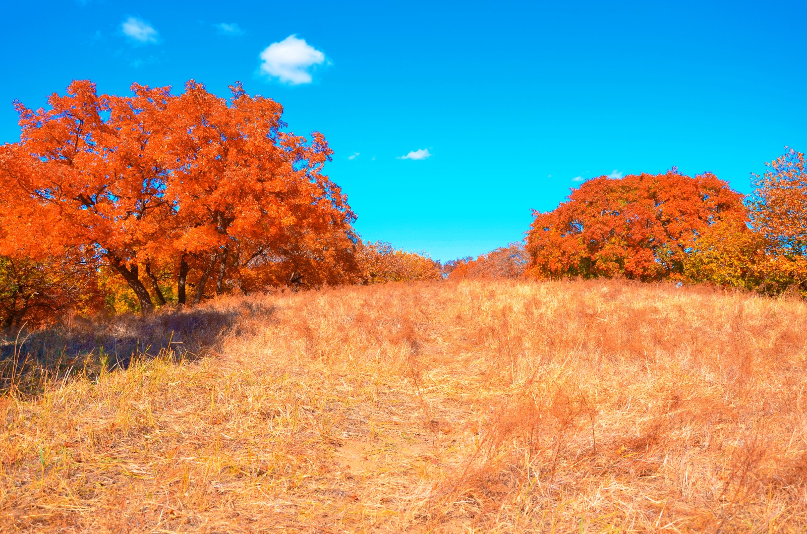 秋天的枫树美翻了,秋天的枫树美疯了|枫树_新浪新闻