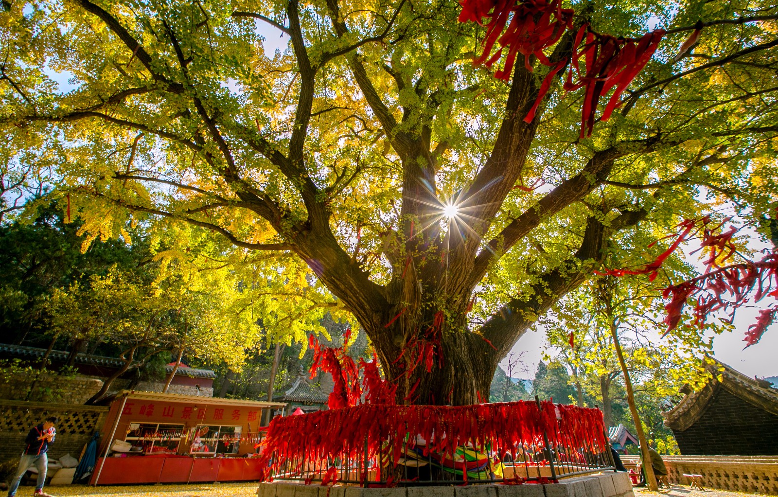 五峰山千年银杏树山东第二古树王