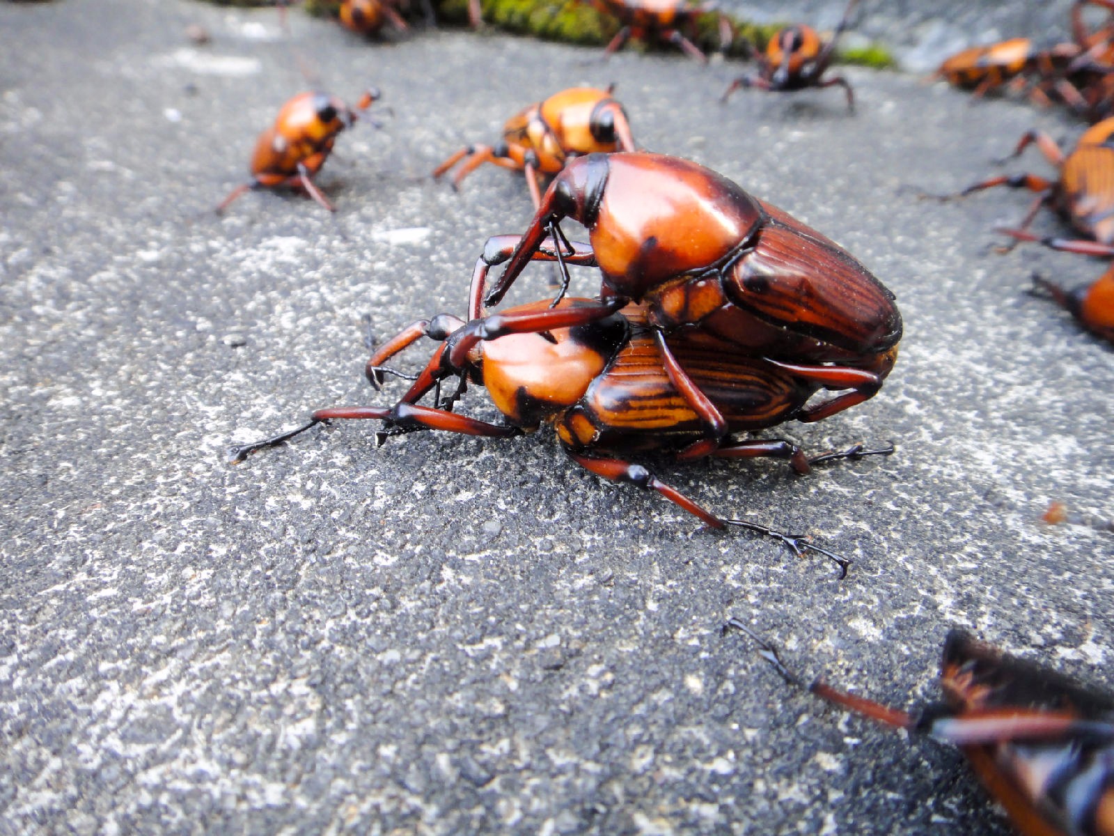 吃起来味道像鲜奶油的象鼻虫,广宁人童年的美味记忆