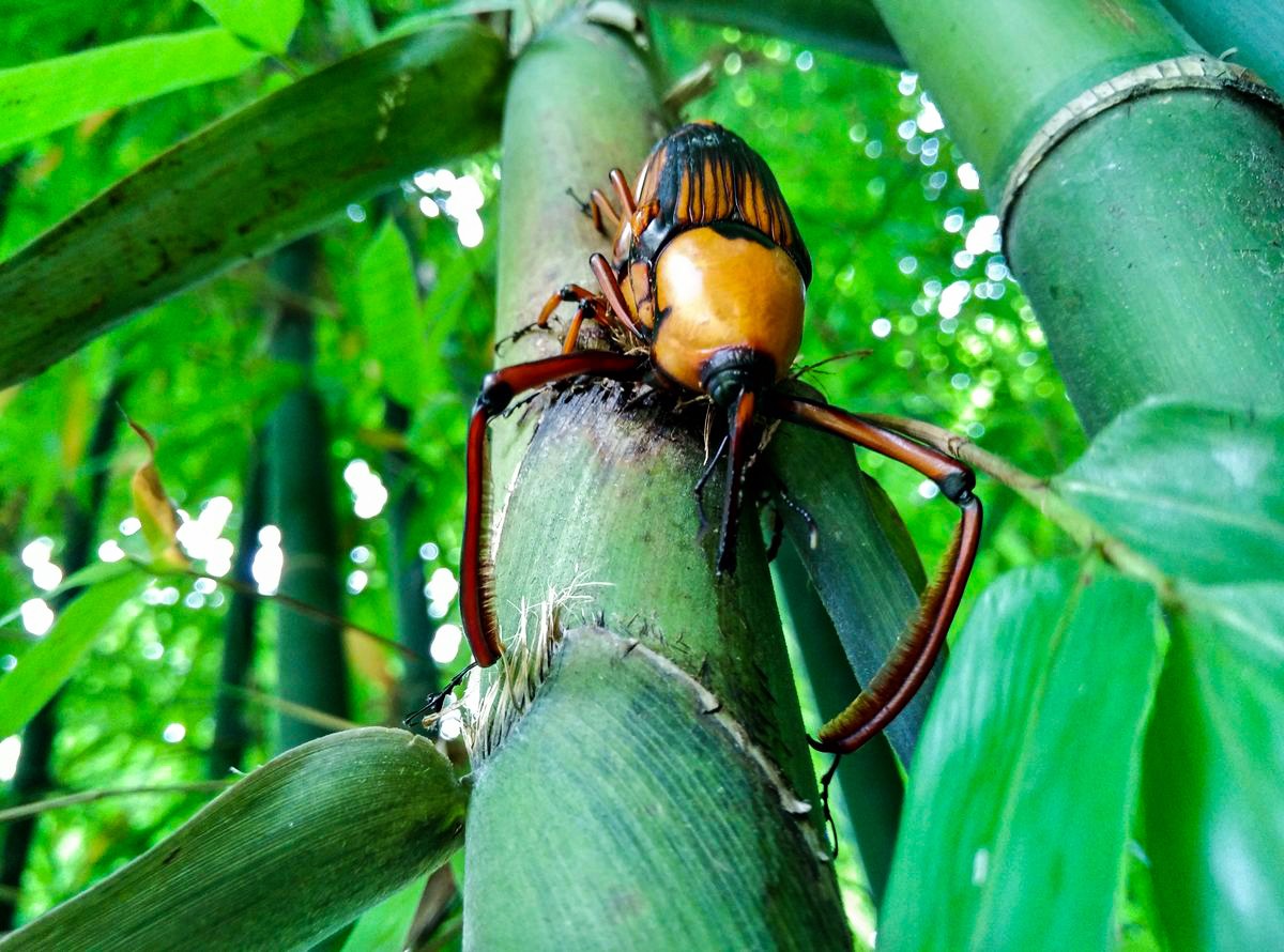 吃起来味道像鲜奶油的象鼻虫,广宁人童年的美味记忆|广宁|味道|象鼻虫
