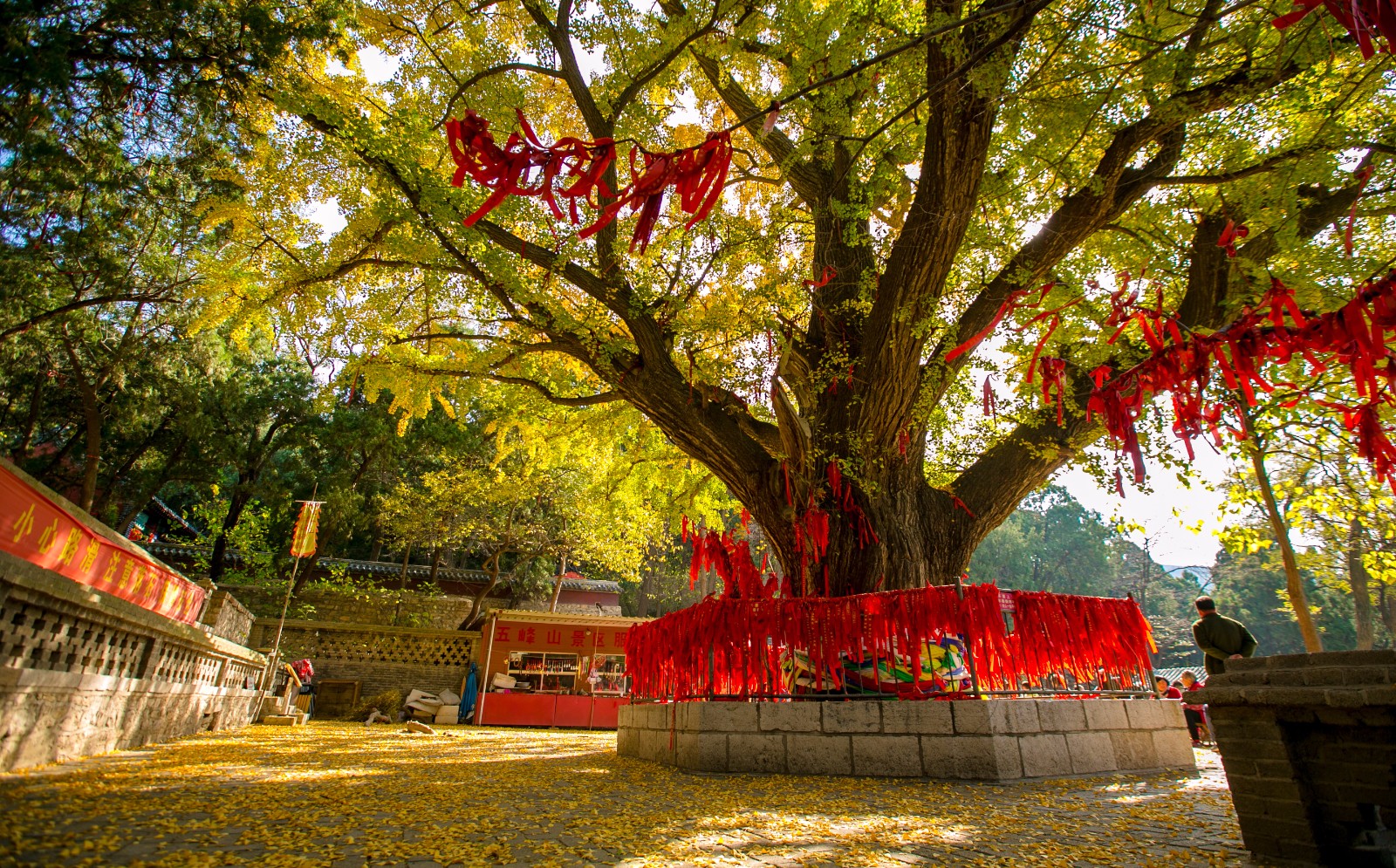 五峰山千年银杏树山东第二古树王