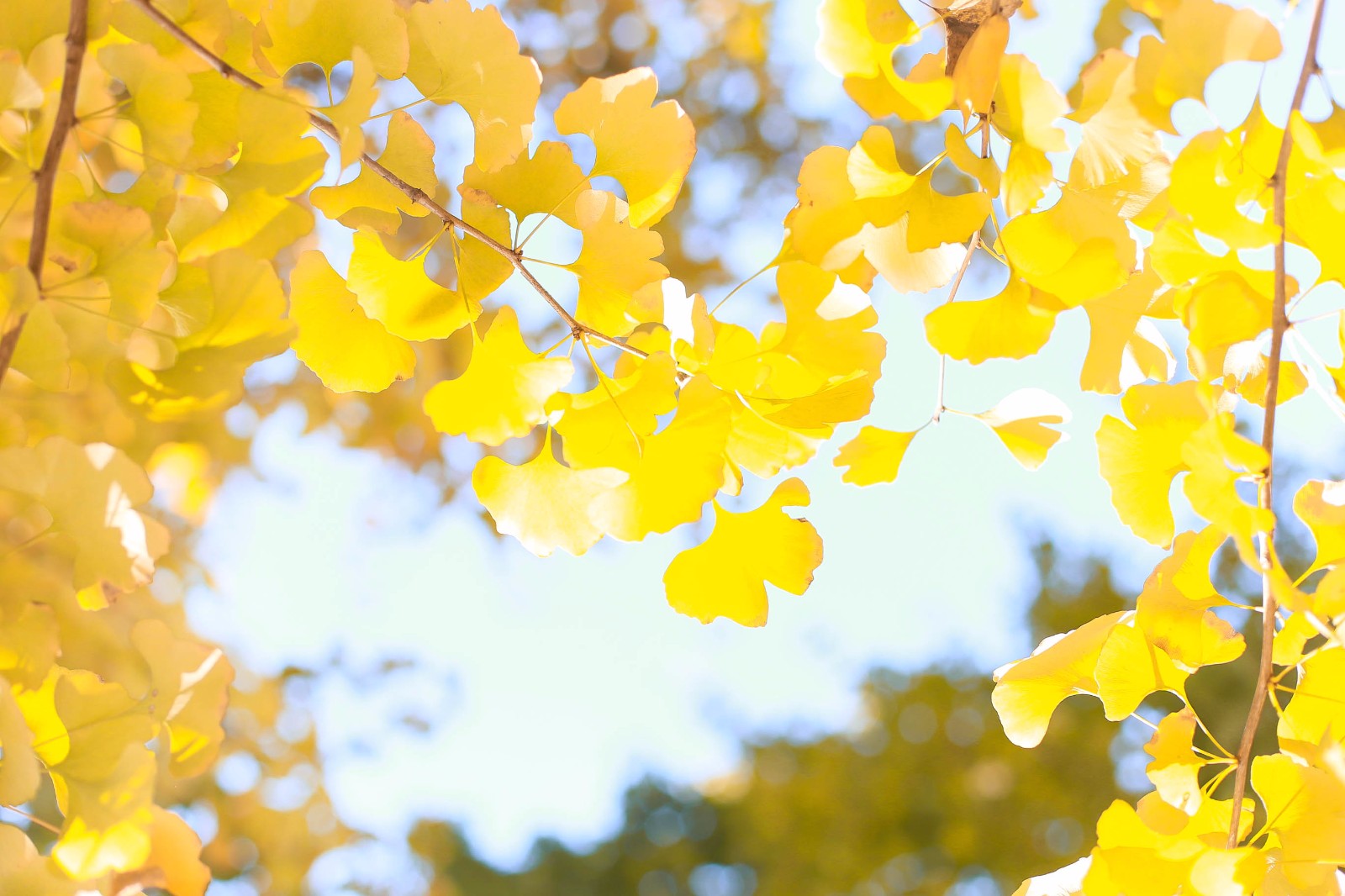 银杏叶都开好了,要不要一起去拍照银杏叶都开好了