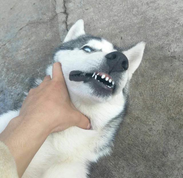 哈士奇咬坏家里新买的沙发,铲屎官怒了!