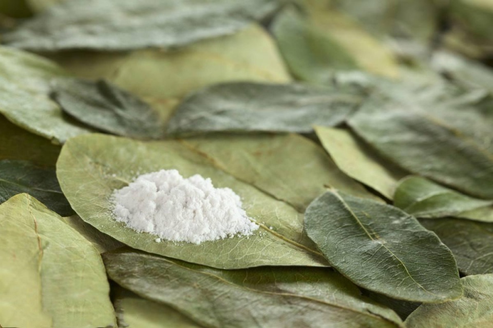 纯天然的古柯叶，是毒品吗？
