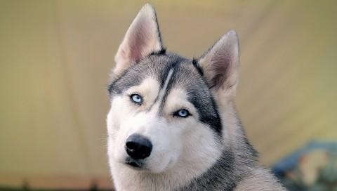 当你养了一只哈士奇那样的傻狗看表情都觉得醉了