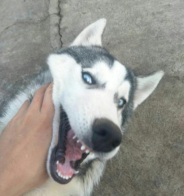 哈士奇咬坏家里新买的沙发,铲屎官怒了!