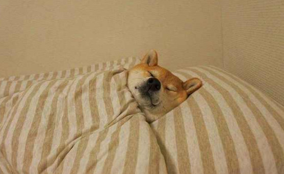 偷拍柴犬睡觉时的样子 睡觉的时候很老实,很踏实