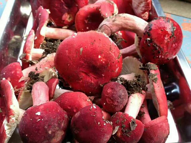 雨季大山给农民的馈赠,野生大红菌一斤能卖800元,可