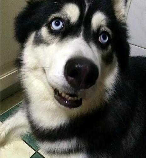 哈士奇半夜在厨房偷吃,被抓现行居然装傻充愣