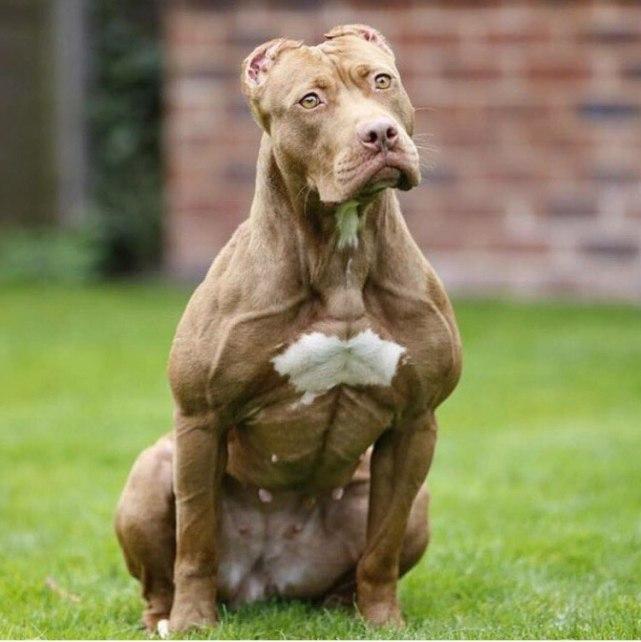 犬类健美大会top5,它们的名字比肌肉还要吸引人!