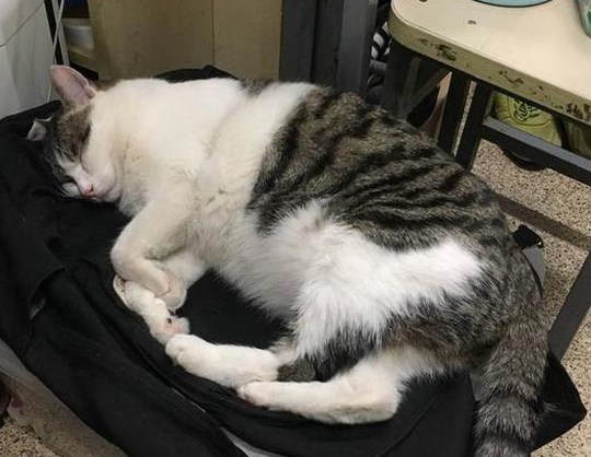 猫咪趁主人睡着后一巴掌扇脸上,下一幕令人锥心的疼!