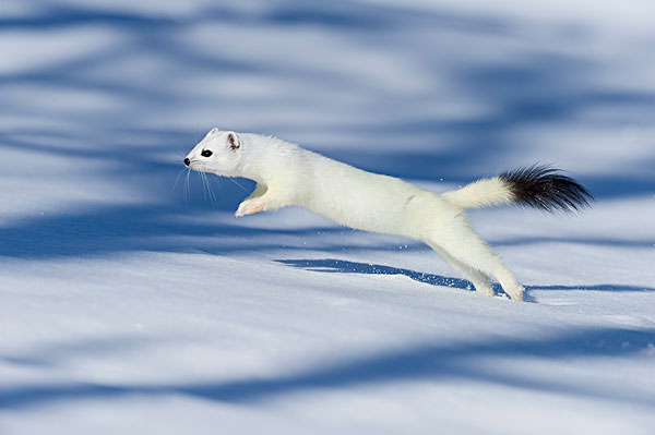 黄鼠狼向神仙讨封,神仙说黄鼠狼的胡子超过尾巴,即可为人