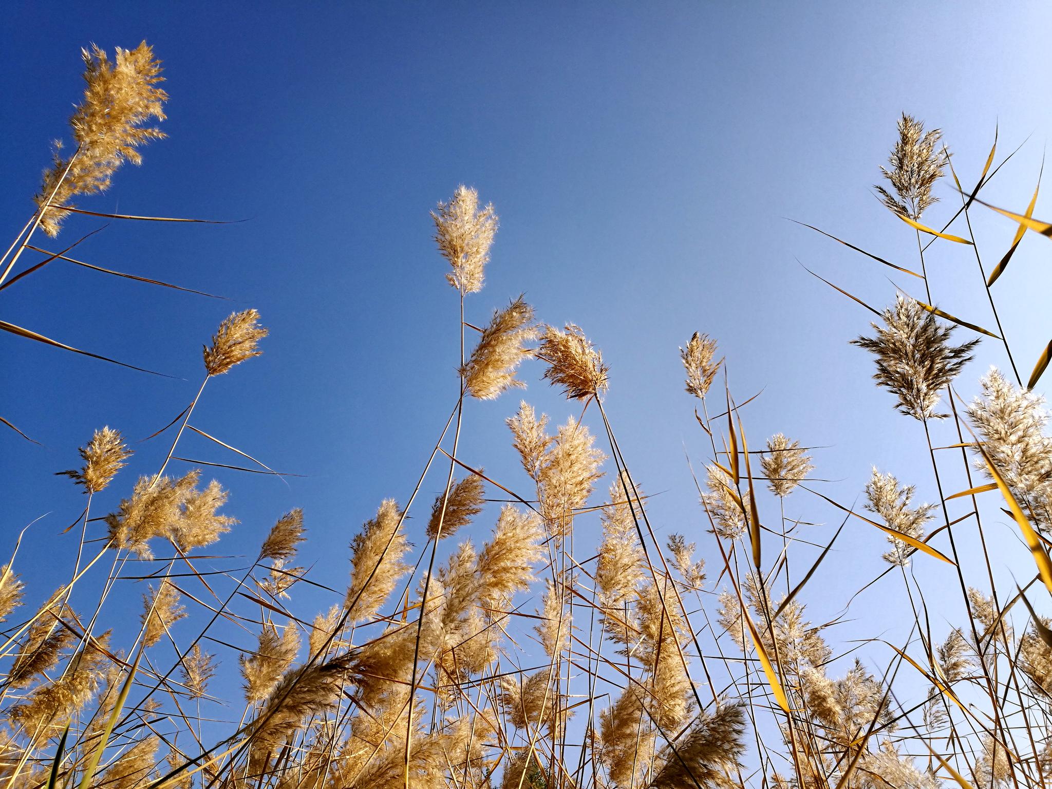 微风吹拂芦苇荡