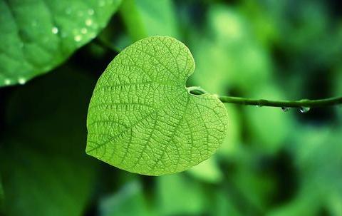 双色球17132期英豪十字走阵法预测推荐