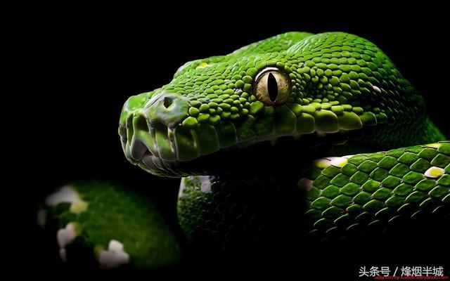 因为受到蛇的诱惑而偷吃苹果被逐出伊甸园的故事,中国有女娲为蛇身