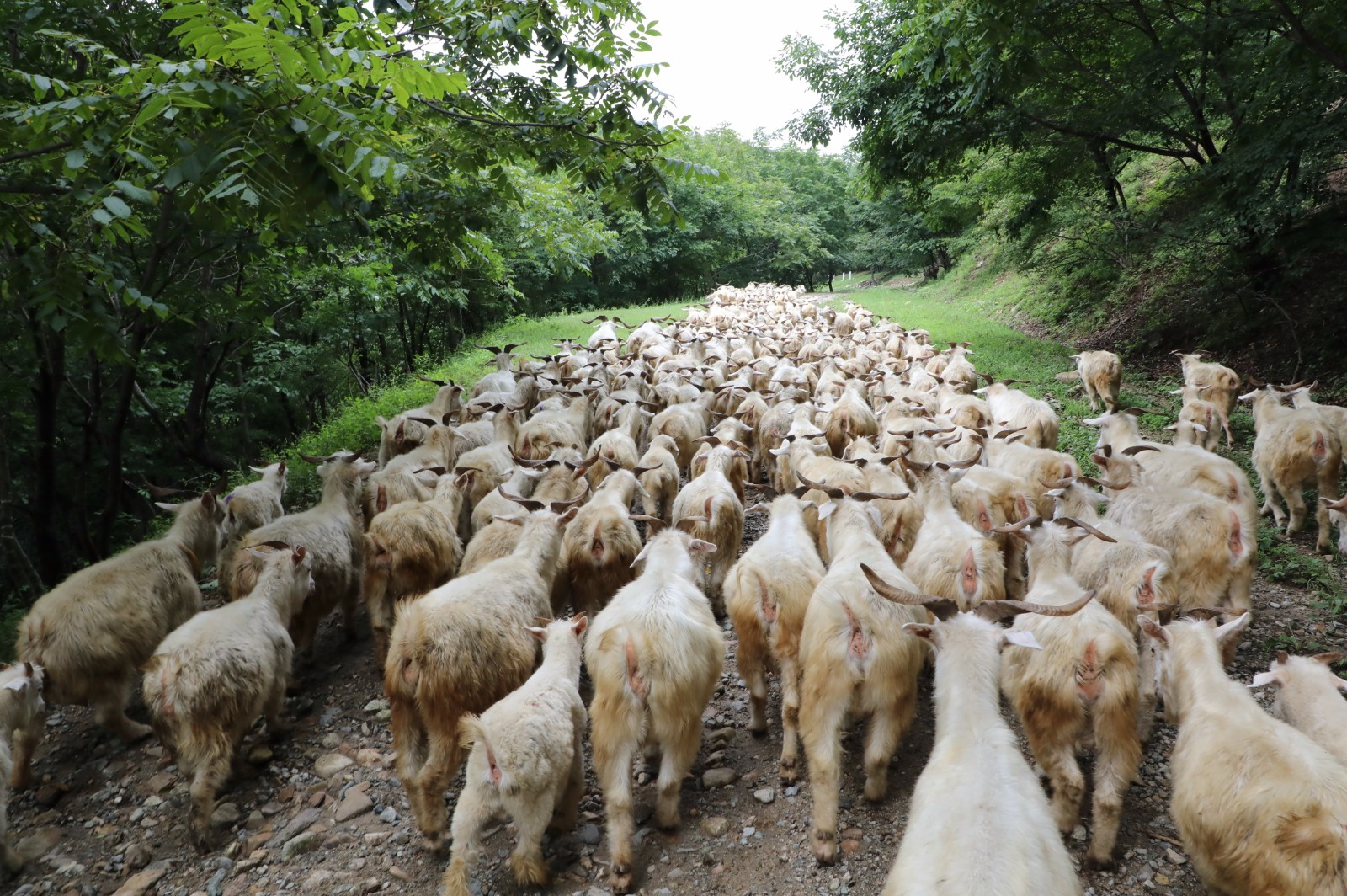 300多只的羊群,走起来浩浩荡荡