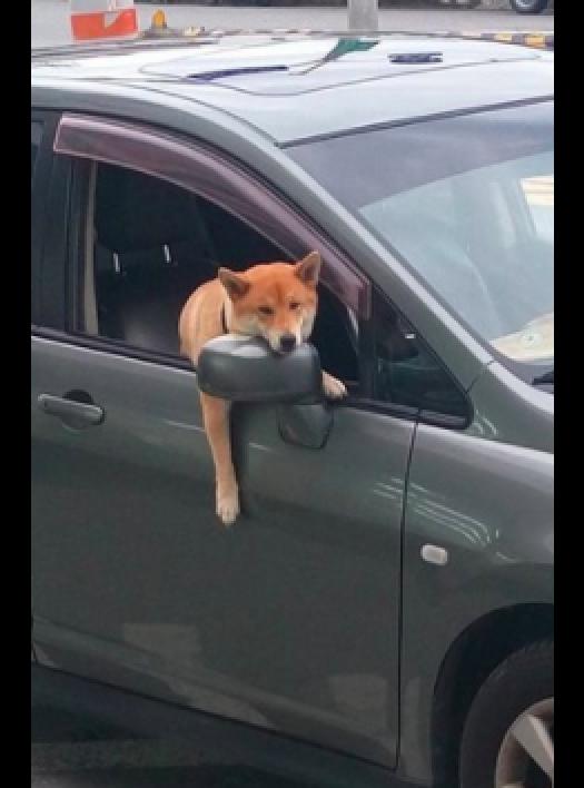 估计这辆车的主人是到附近办事去了吧,不方便带狗狗去便把它放在车上