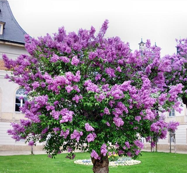 丁香花苗,都有较强的抗性,丁香花苗,盆栽植物,院子,丁香对二氧化硫及