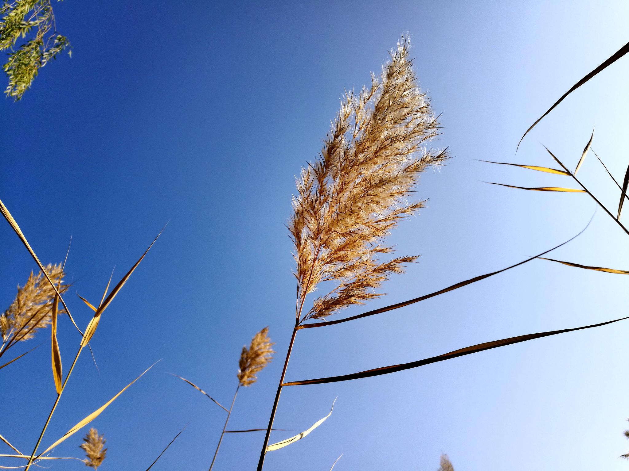 微风吹拂芦苇荡