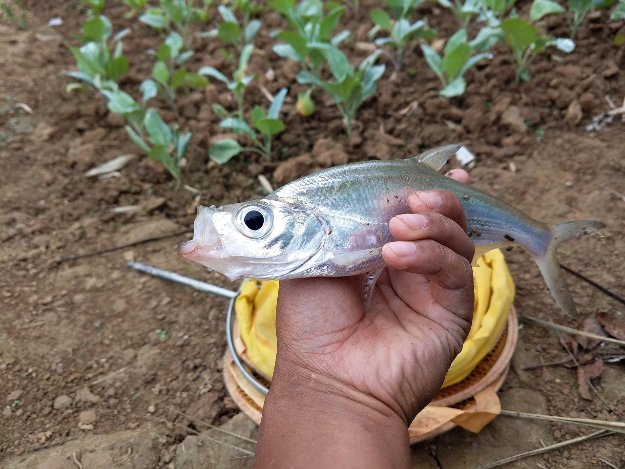 这是什么鱼儿?钓鱼人钓的鱼像小大头,像蓝刀,像小白鲢