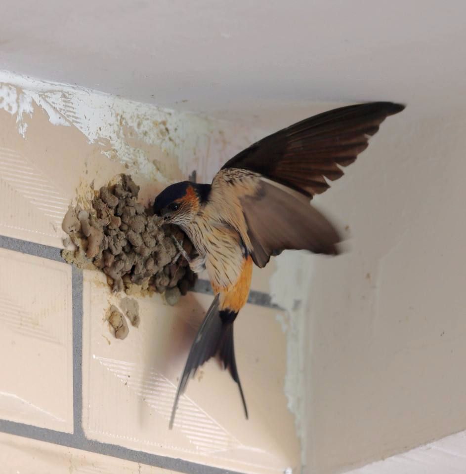 农村屋檐下的燕子窝,千万不要把扔了,留着有大用途!