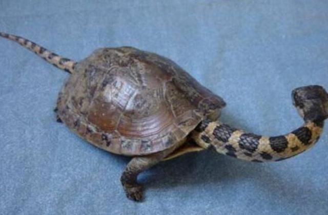 怪异乌龟伸出头时,男子被吓了一大跳