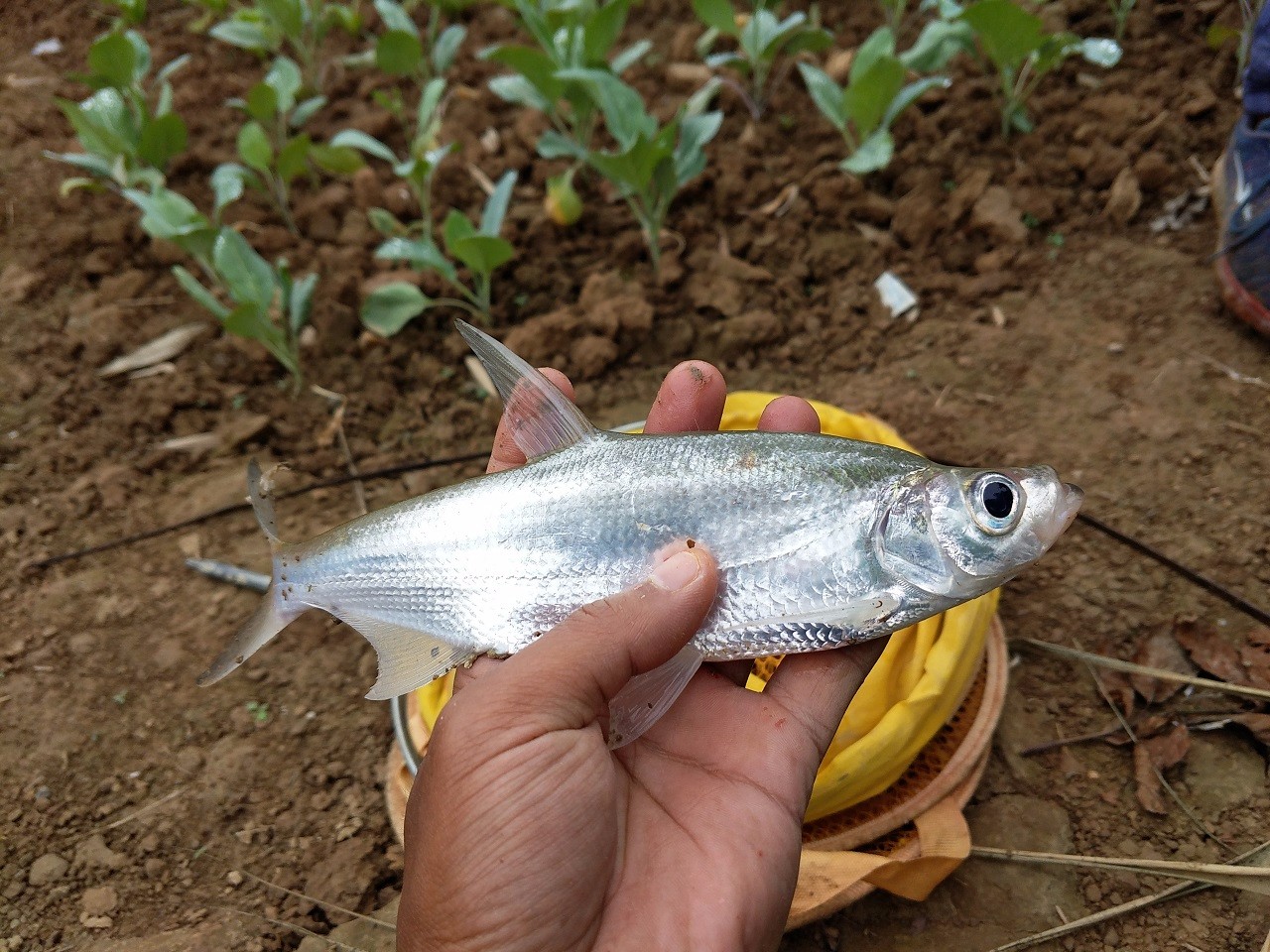 这是什么鱼儿?钓鱼人钓的鱼像小大头,像蓝刀,像小白鲢