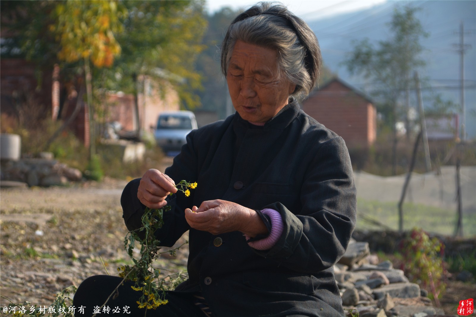 农村大娘捋菊花一天十几元 有人却月赚两万_新浪看点