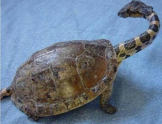 怪异乌龟伸出头时,男子被吓了一大跳