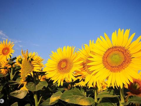心理测试:5种动物选一种带去旅行,测你快乐的