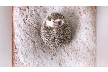 表情,满心欢喜地打开早餐,结果瞬间心疼不已,一只可爱的小刺猬躺在