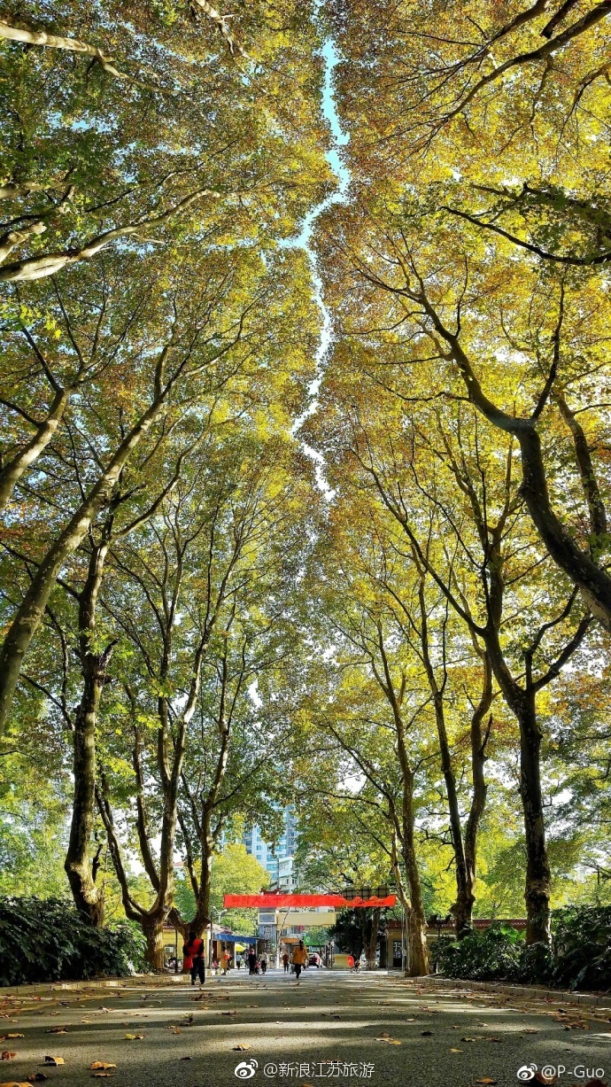 南师大随园校区，来东方最美校园看银杏[羞嗒嗒]|随园|校园|校区_新浪新闻
