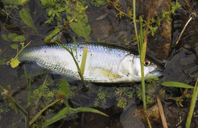 我们这里叫"花公子"我爸经常念叨他小时候钓这种鱼