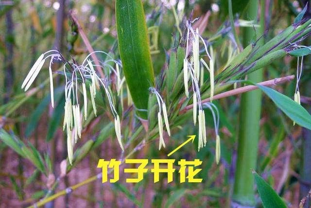 农村老人常说"竹子结果,百年难遇,大祸将至",这话有道理吗?