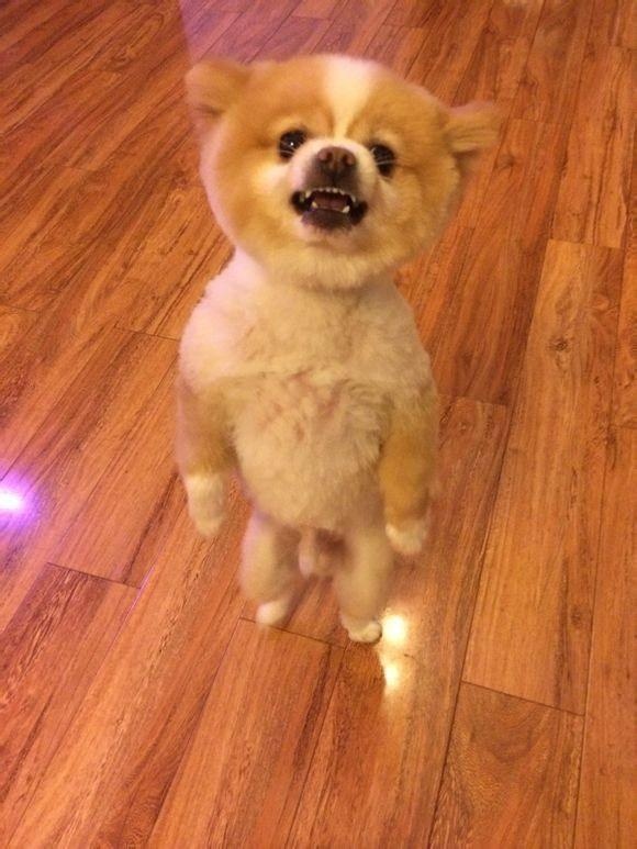 这只博美犬因被主人剃毛后狗性大变,两脚站起对主人示威!