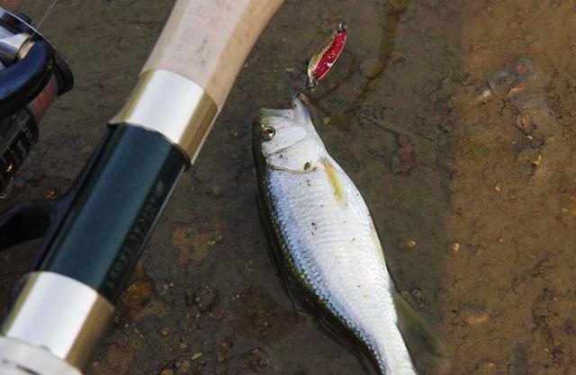 我们这里叫"花公子"我爸经常念叨他小时候钓这种鱼