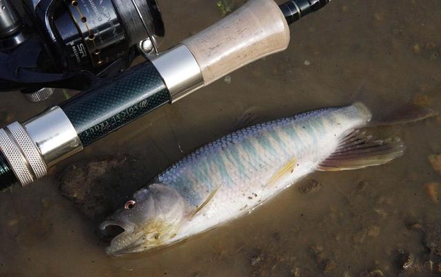 我们这里叫"花公子"我爸经常念叨他小时候钓这种鱼