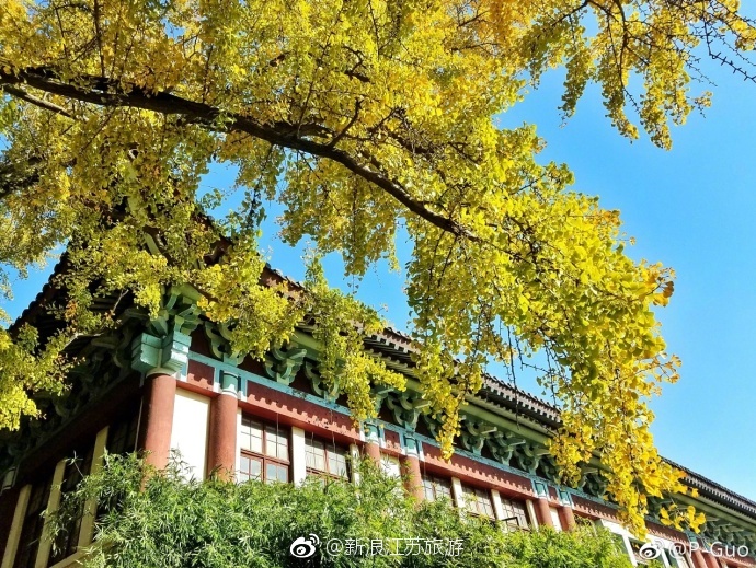 南师大随园校区，来东方最美校园看银杏[羞嗒嗒]|随园|校园|校区_新浪新闻