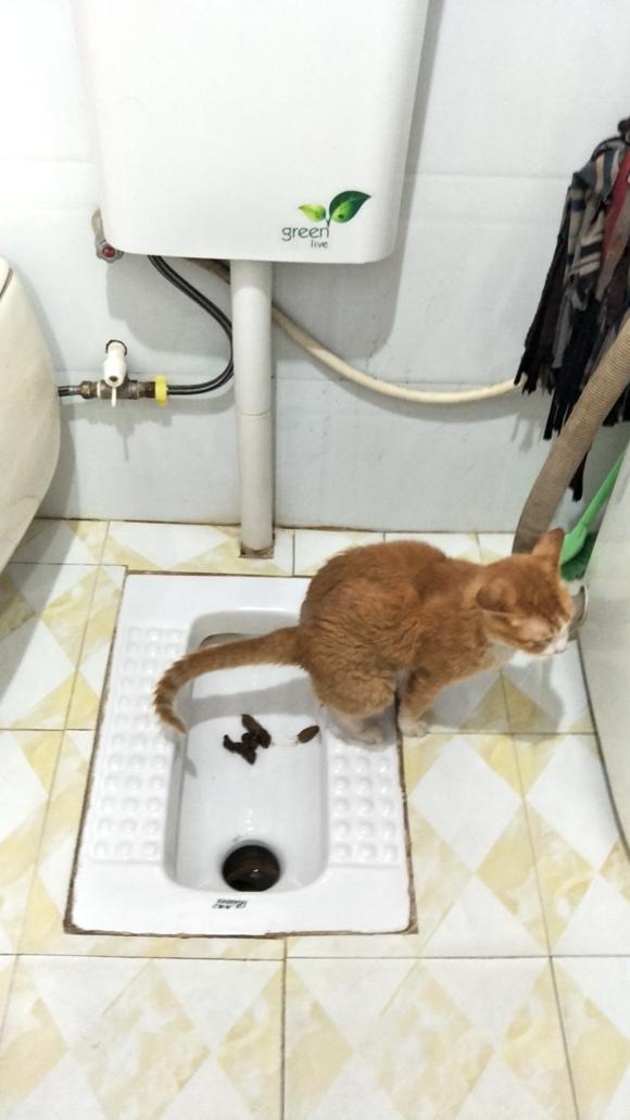 小猫咪竟然有模有样的在卫生间拉粑粑,主人看了哭笑不得!